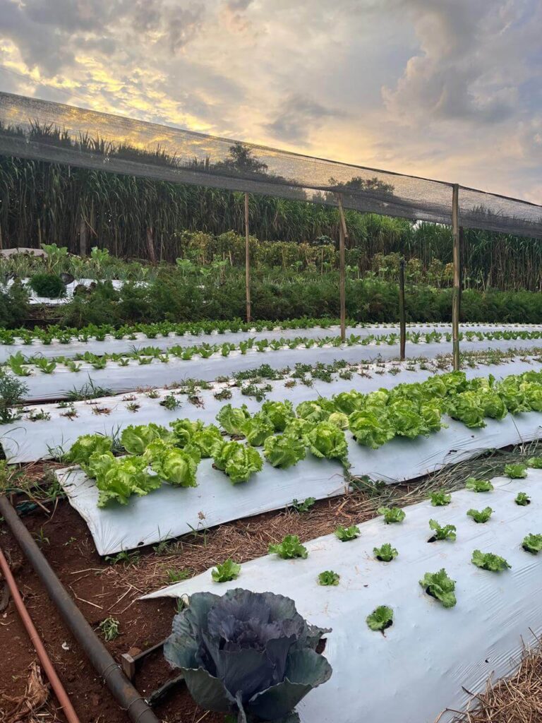 Horta