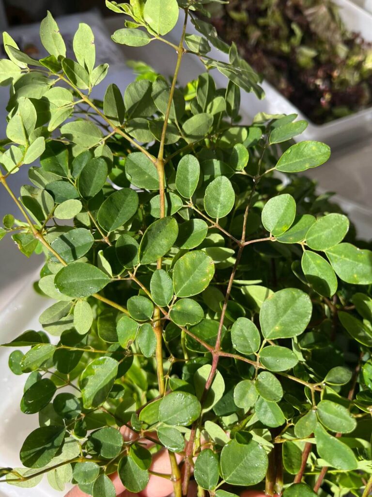 Moringa